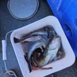 a close up of a fish on a plate